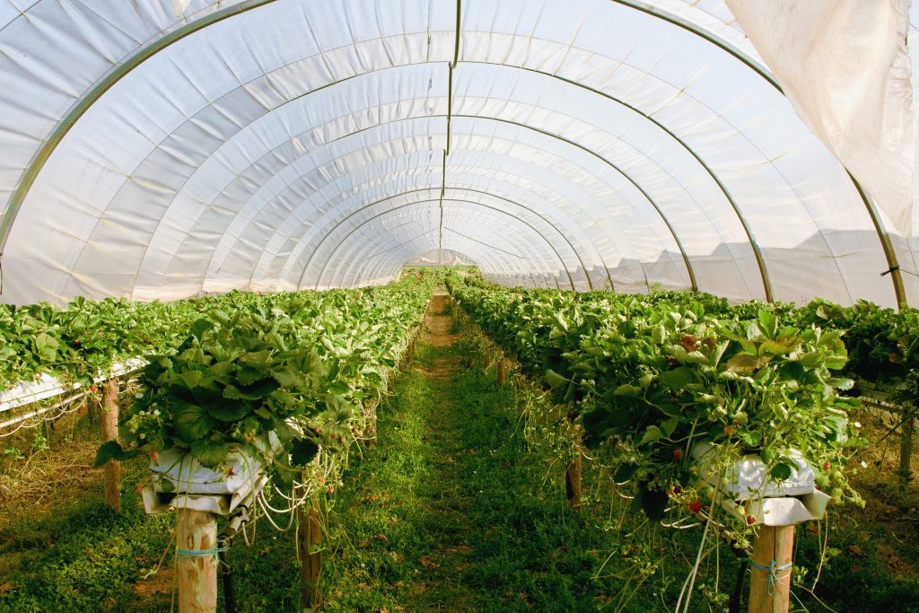 Temperature and humidity monitoring for greenhouses