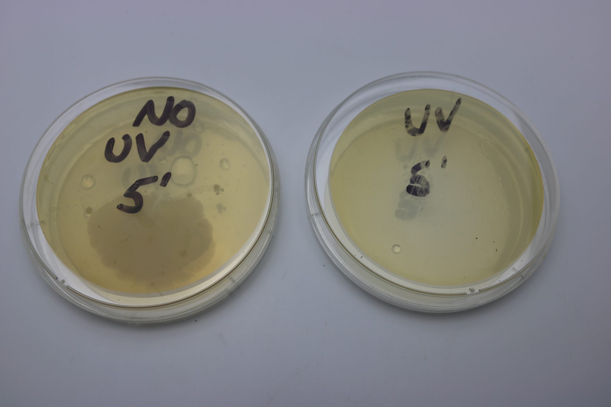 Petri Dish Comparison AVTECH