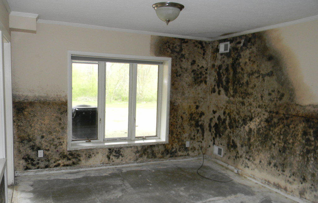 Mold & Moisture  Environmental Health